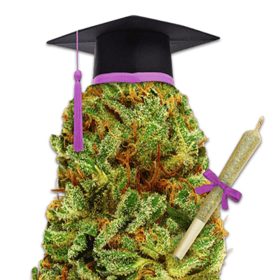 Quer estar sempre atualizado sobre a cannabis?